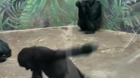 Funny Kids and Animals #7