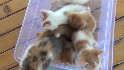 7 cute kittens