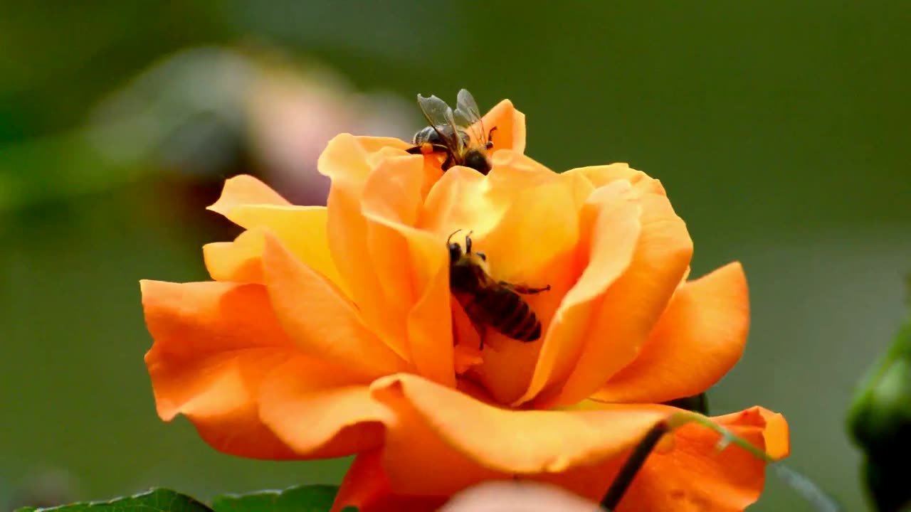 Bees Pollinating #shorts #shortvideo #video #virals #videoviral