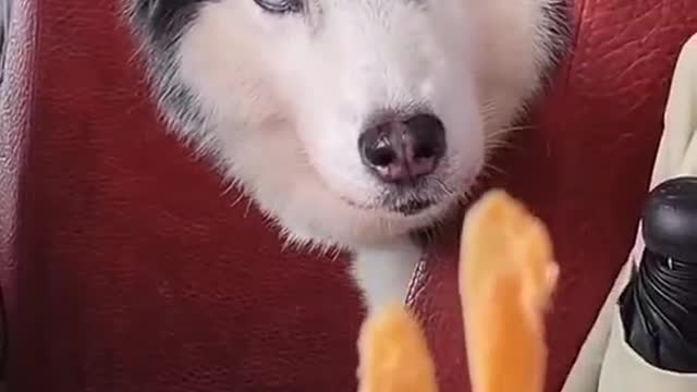 Dogs are afraid to eat food from strangers