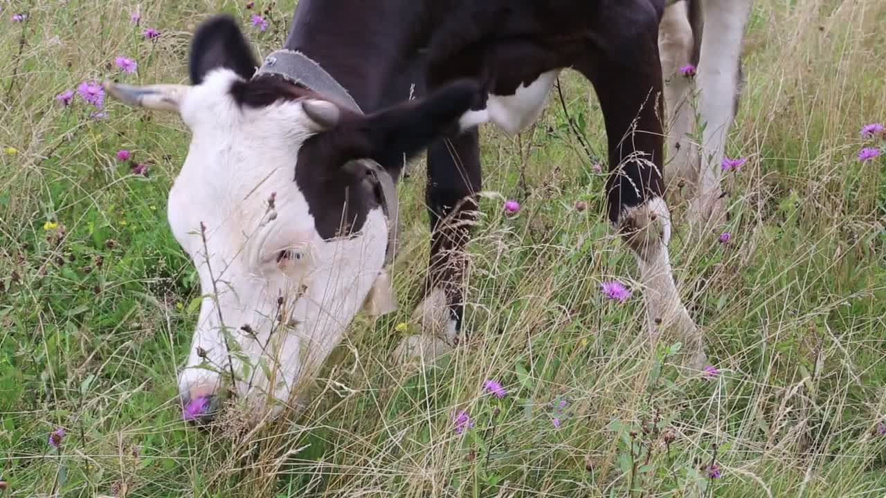 Milking cow on the meadow