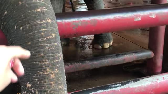 Close-up Thai elephant video.