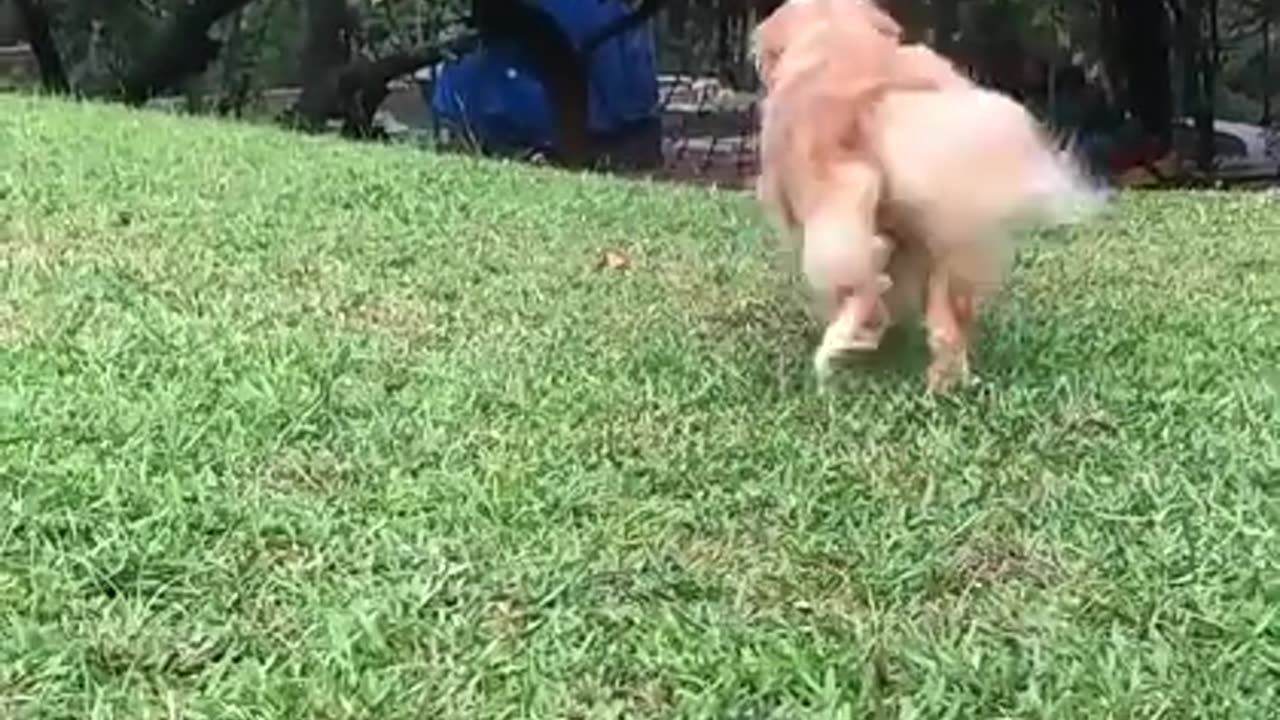 Funny Dog Video