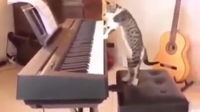 Cat Plays PIANO 😍😂