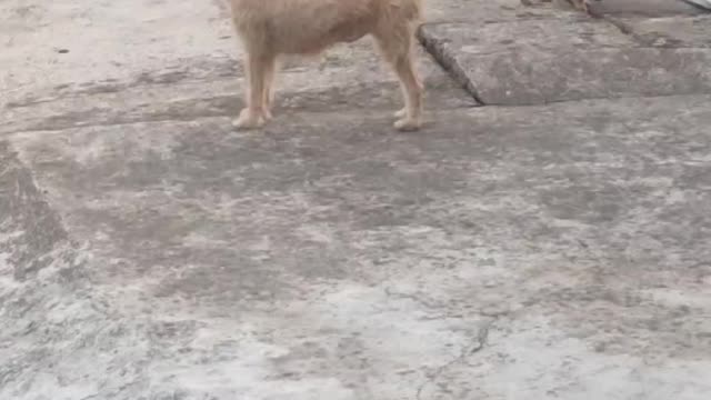 Hahaha, the difference in size, but the puppy is not afraid