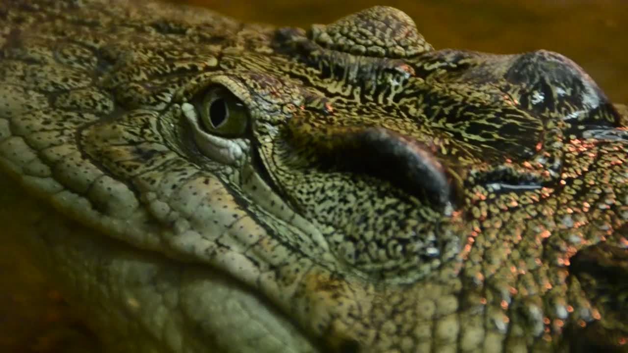 Crocodile in captivity, close up