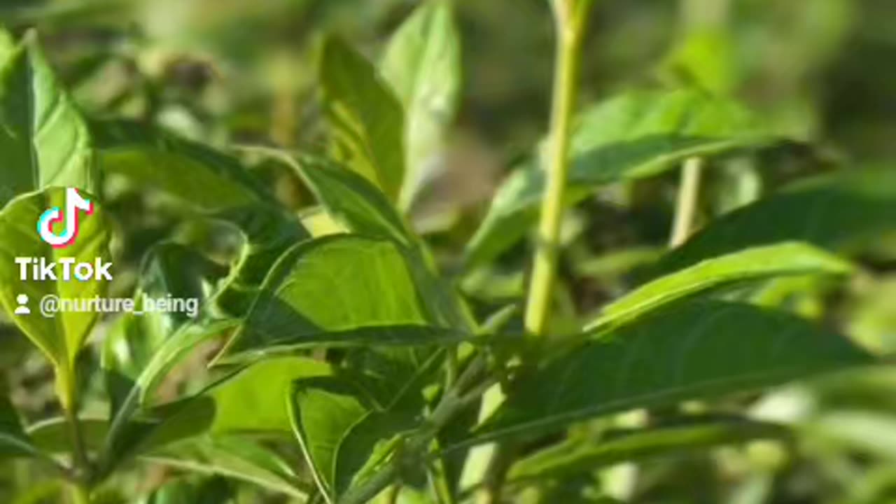 Jamaican Man Power: The Herbal Secrets Revealed