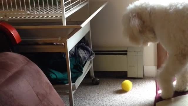 White goldendoodle dog picks up yellow ball but drops it and looks inside bird cage twice