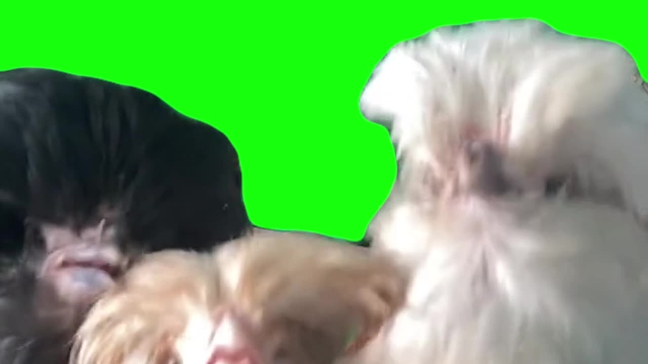 Dancing Chickens | Green Screen