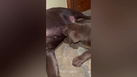 These Dogs React To The Scariest Things Ever | Mad Pets