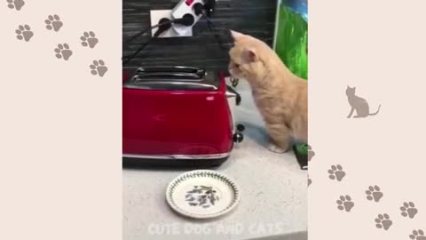 Best Funny Animal Videos 2022 😂😺 - Funniest Dogs And Cats Videos 2021😇