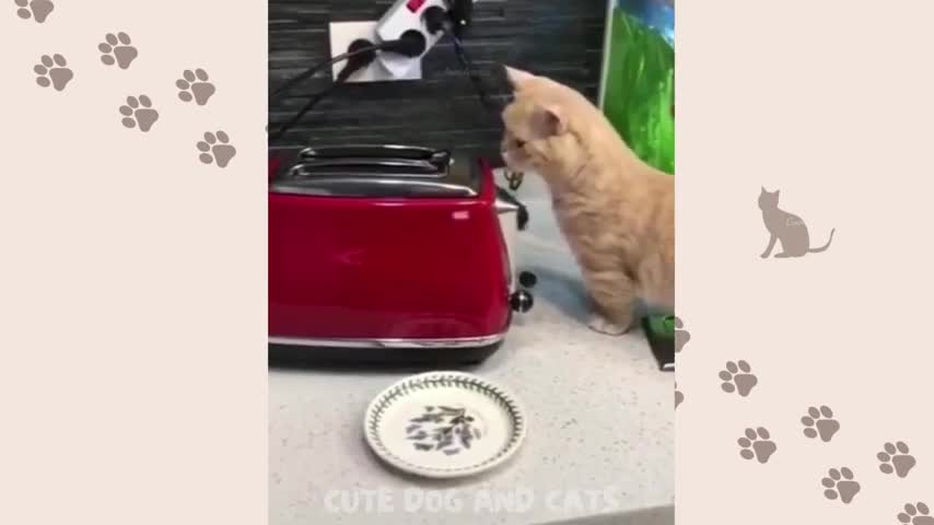 Best Funny Animal Videos 2022 😂😺 - Funniest Dogs And Cats Videos 2021😇