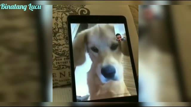 Video Anjing Lucu 🤣 Puppy Lucu Kompilasi ❤️Binatang Lucu