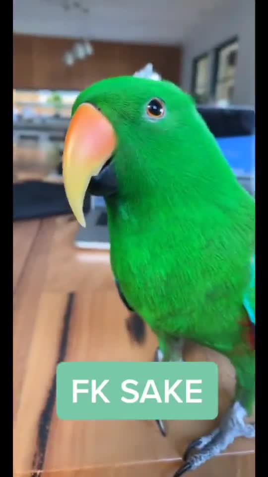 Eclectus Parrot is Such A Funny Pet