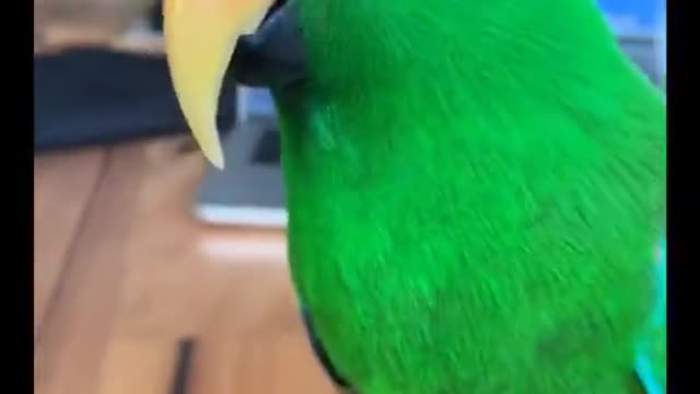 Eclectus Parrot is Such A Funny Pet