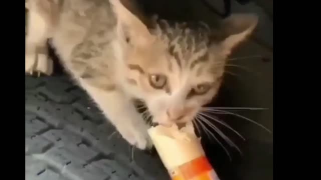 Hungry kitten