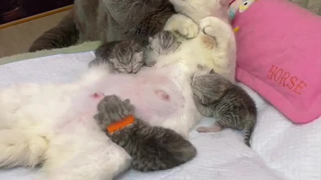 Funny Cat video- Best Funny videos of Cat 2022