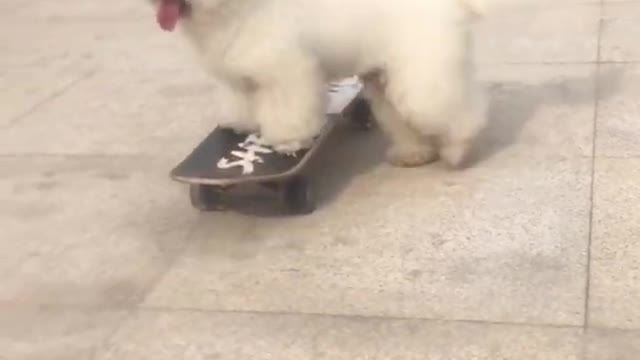 Dog skateboarder|Funny Baby Dogs Videos