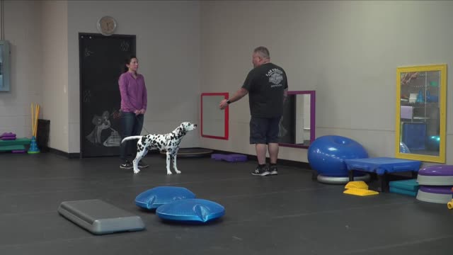 Preventing a Dog from Pacing!