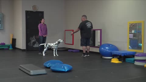 Preventing a Dog from Pacing!
