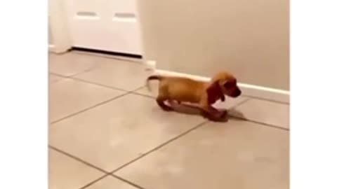 Funny small dog