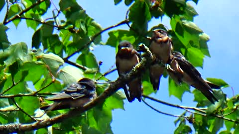 Baby Swallows