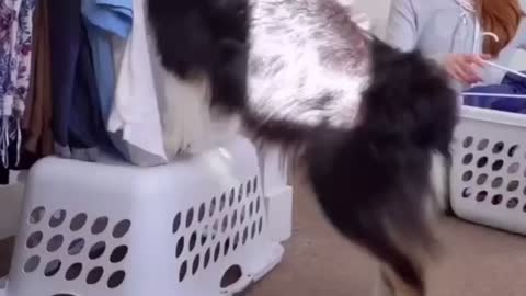 Laundry day with my doggo