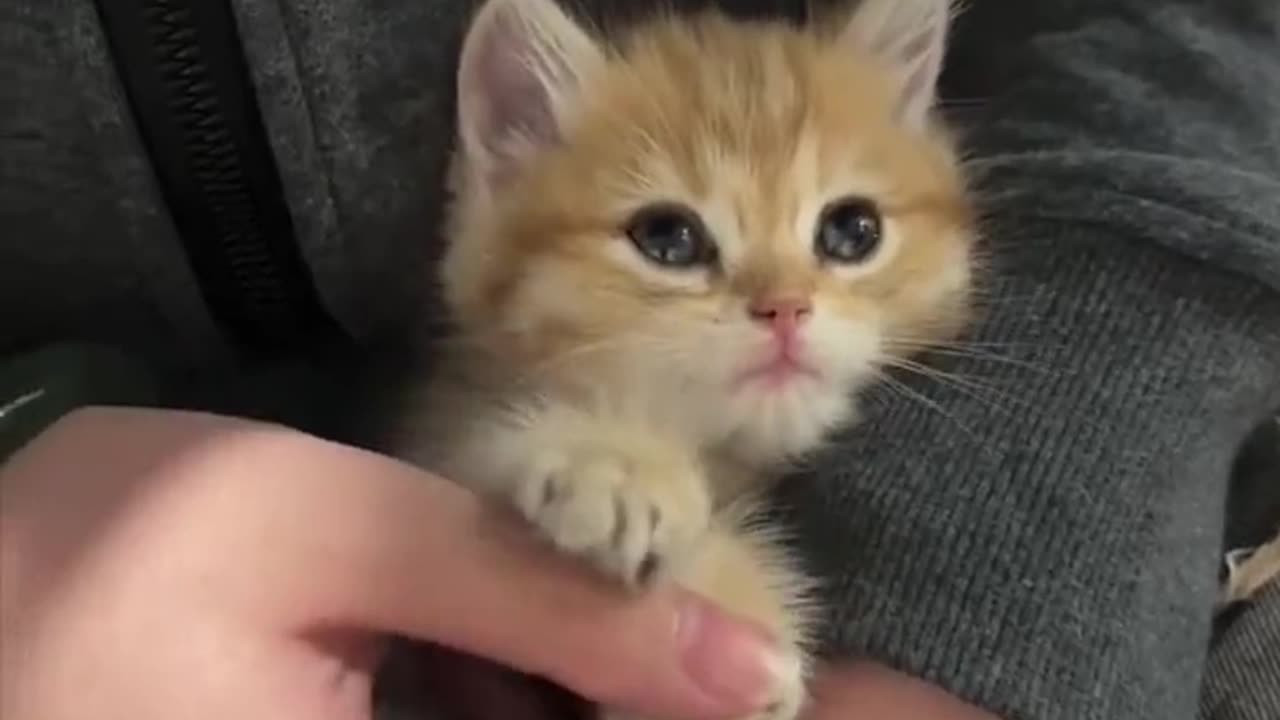 Only cat owners will understand