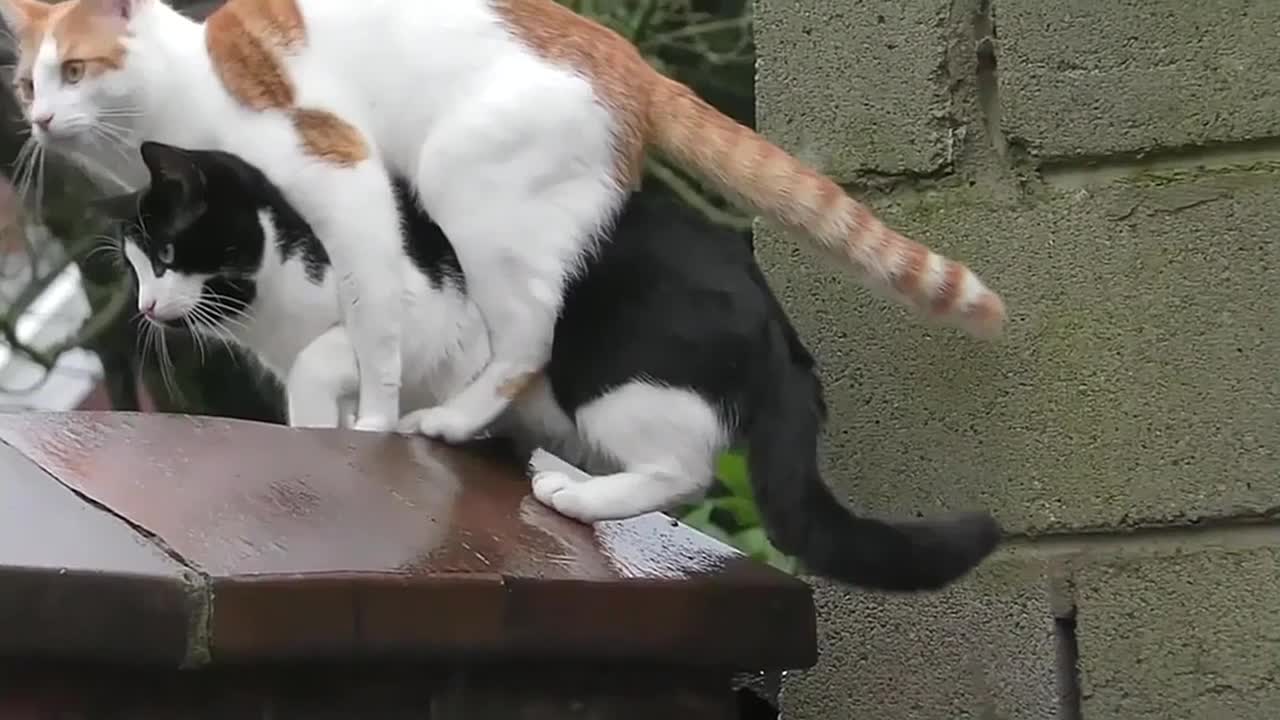 Funny Cat Compilation Video