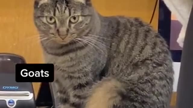 Top funny cat video• vines best fun• 2021 best funny video•