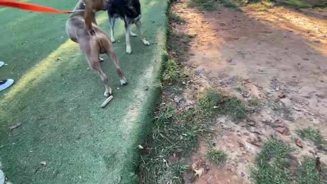 Doberman Attacks Pitbull (Dog Park Chronicle) Part 2