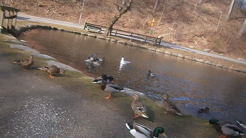 Fåglarna får mat vid Pålsjödammen, Helsingborg 17 Mars 2015