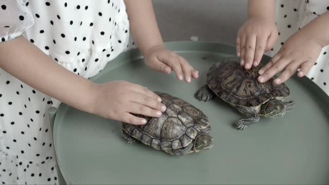 Petting the litle turtles