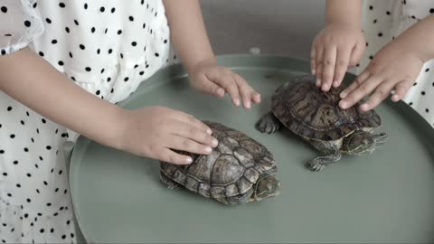 Petting the litle turtles