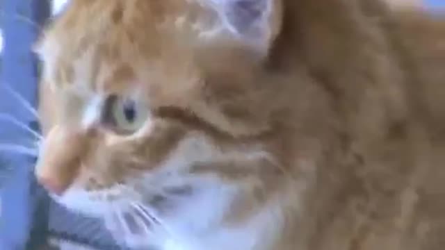 Top funny Funny cats! The most hilarious moments. Funny to watch !!