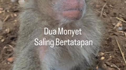 Jangan dilihat