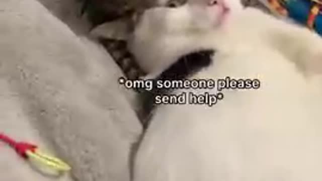 Cute Cats | Funny video 002