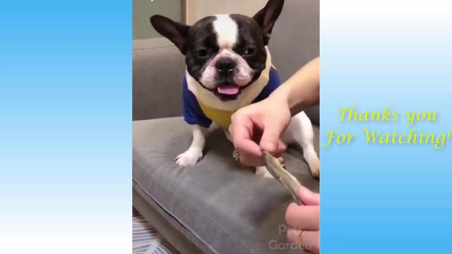 Very funny cat video