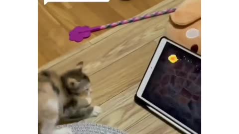 iPad pro cat