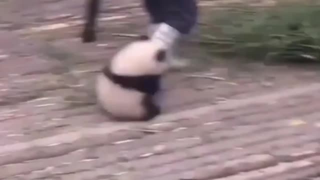 Small Panda Cutely Attacks Garden's Worker