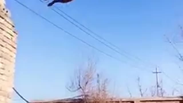 Smart dog hit Excellent record - Dog excellent Jump on wire