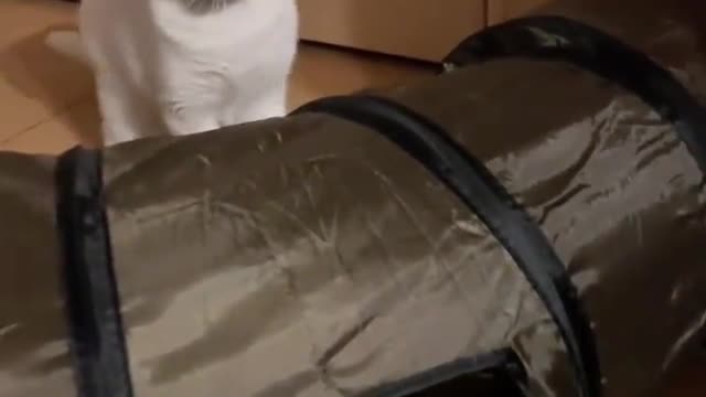 What do you see in the cat, the cat angry cat