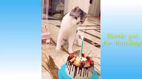 Funny And Cute Cat's Life Cats And Owners Are the Best Friend Videos