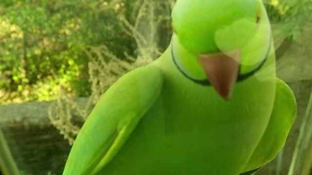 Parrot bird trying to enter through car windows