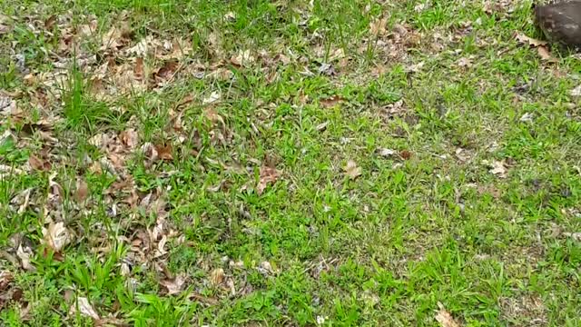 Young children ALL go to heaven to be with Jesus.