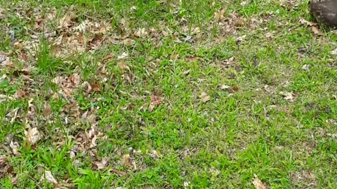 Young children ALL go to heaven to be with Jesus.