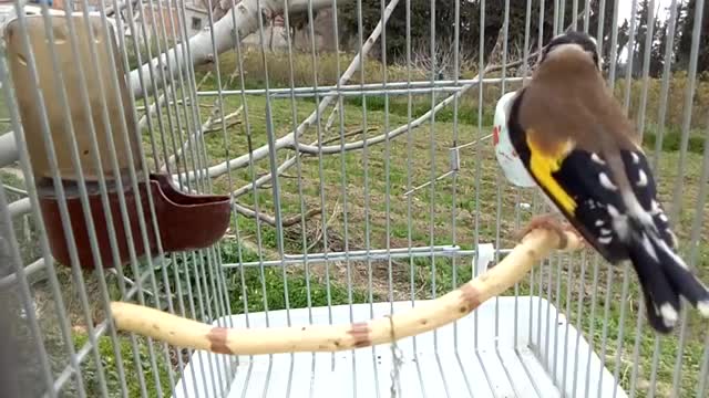 My little bird is singing, very sweet