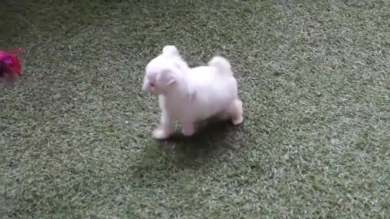 Dog comedy video, Quite and Funny Dog Videos, Dog training, #Shorts