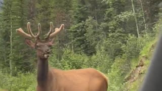 Elks Have The Right-of-Way in Jasper Canada