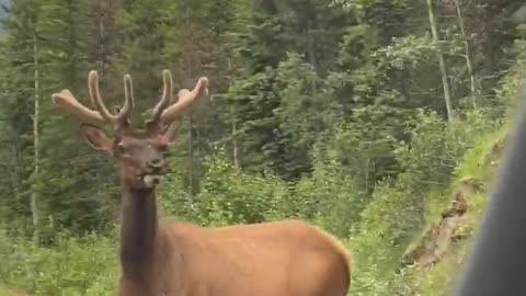 Elks Have The Right-of-Way in Jasper Canada